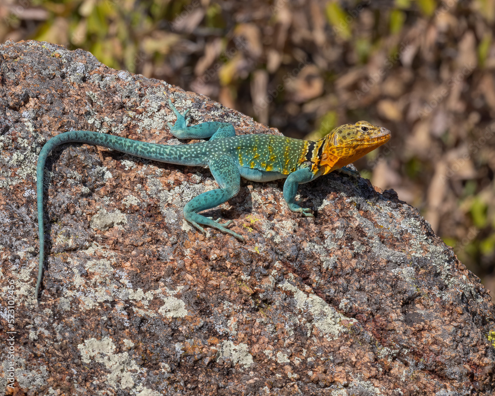 Fototapeta premium Male Collared Lizard