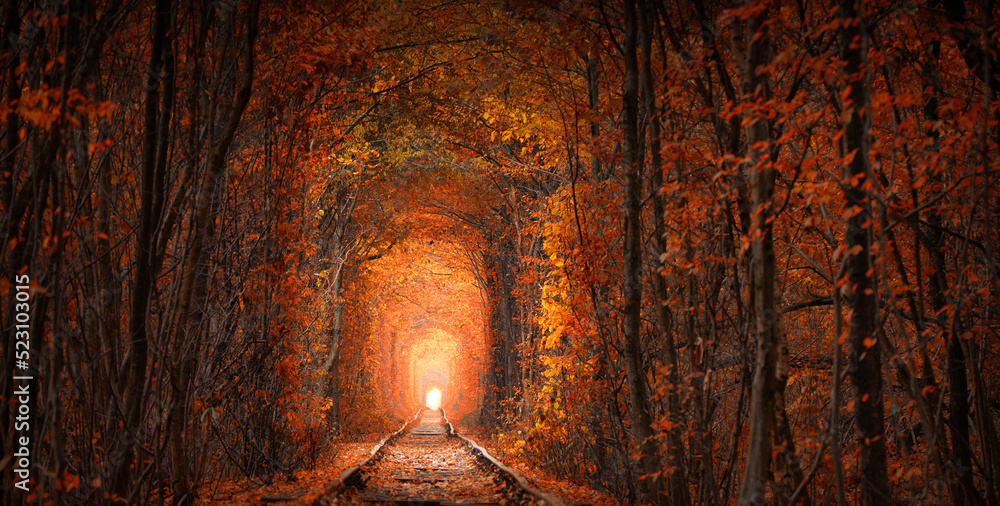 Fototapeta premium Autumn tunnel of love. City of Klevan, Ukraine