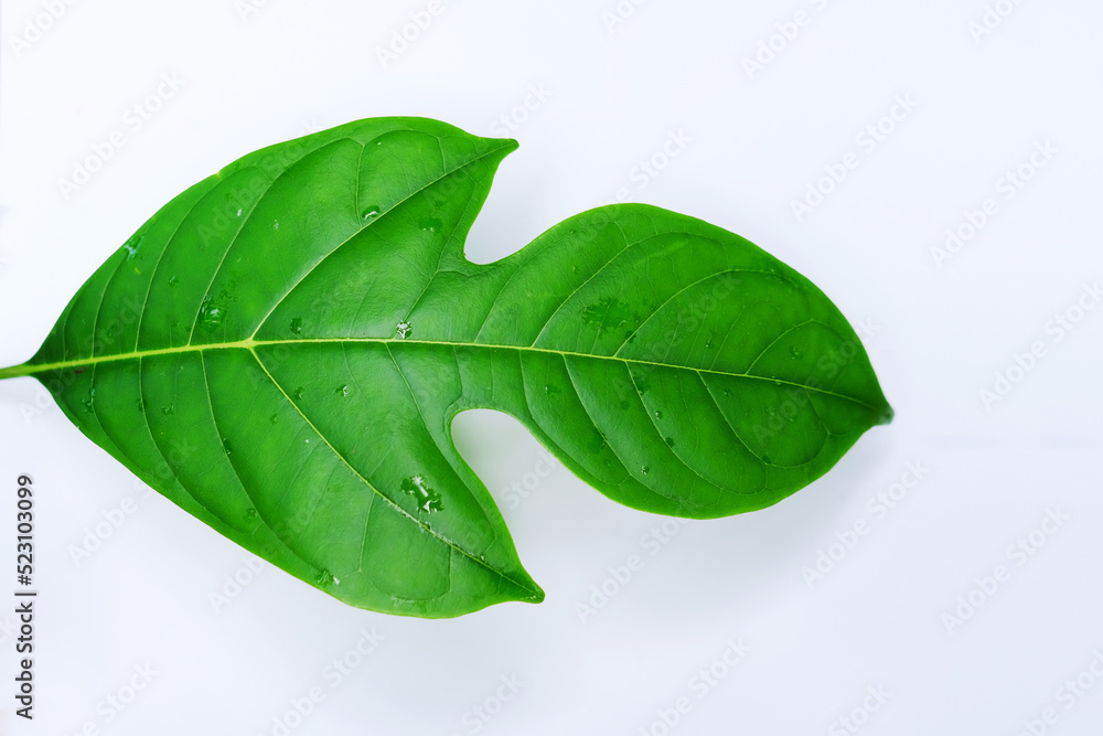Fototapeta premium Young jackfruit leaves isolated on a white background