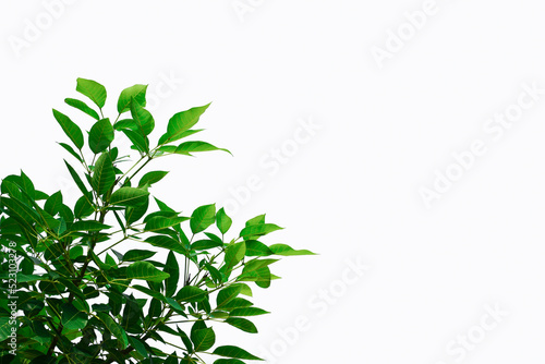 isolated green branches on white background.