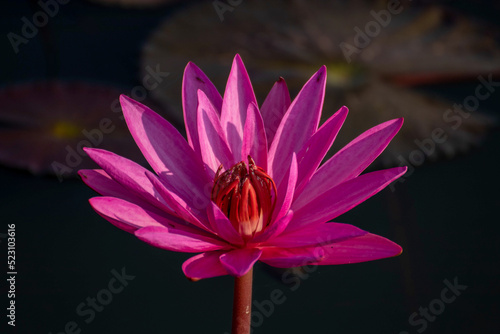 pink water lily