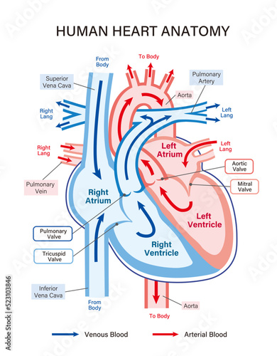 Human heart anatomy illustration explaining blood flow. A simple diagram, great for educational and marketing materials.