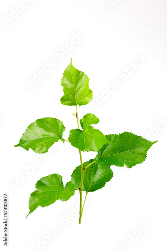 mulberry Branches with leaf isolated on white background.