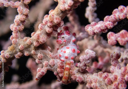 Photos pygmy seahorse hiding the light in the sea fan