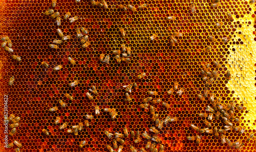 A honey-colored pollen frame in a beehive. Abstract natural background. © maykal