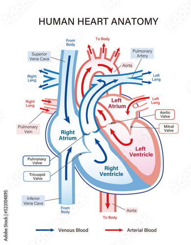 Human heart anatomy with blood flow and valve explanation. Simple and great for educational and marketing materials.