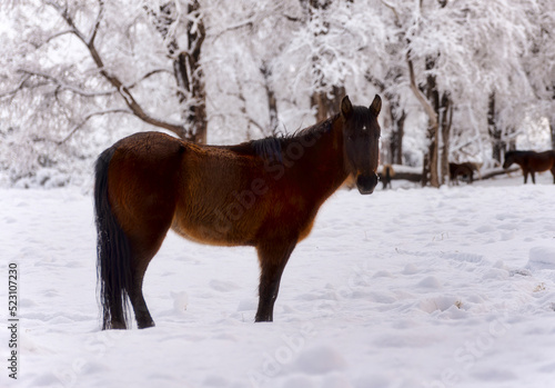 Red bay horse in heavy snow fall with snow all over her