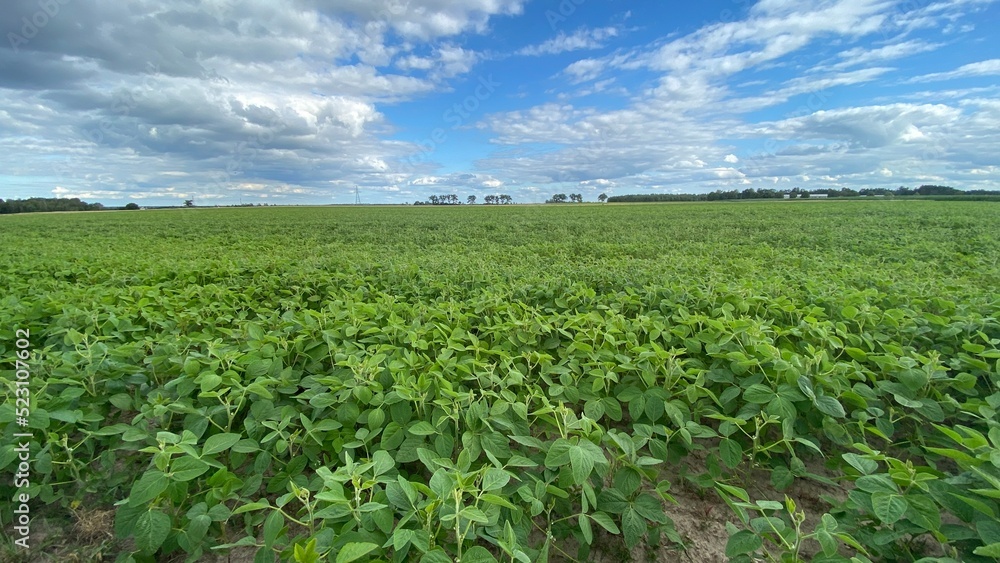 soybean plantation in vicinity of Wlodawa