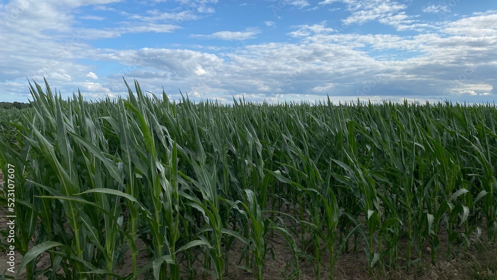 corn ordinary cultivation in vicinity of Wlowawa corn ordinary cultivation in vicinity of Wlowawa