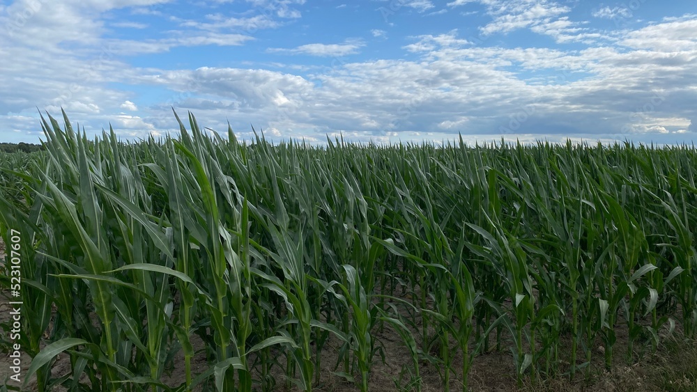 corn ordinary cultivation in vicinity of Wlowawa