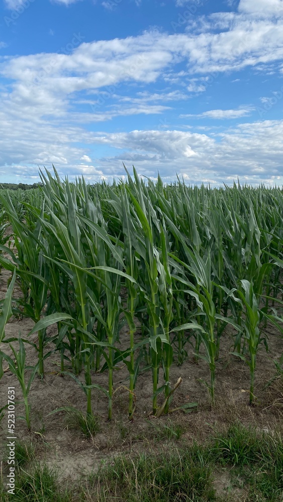 corn ordinary cultivation in vicinity of Wlowawa corn ordinary cultivation in vicinity of Wlowawa