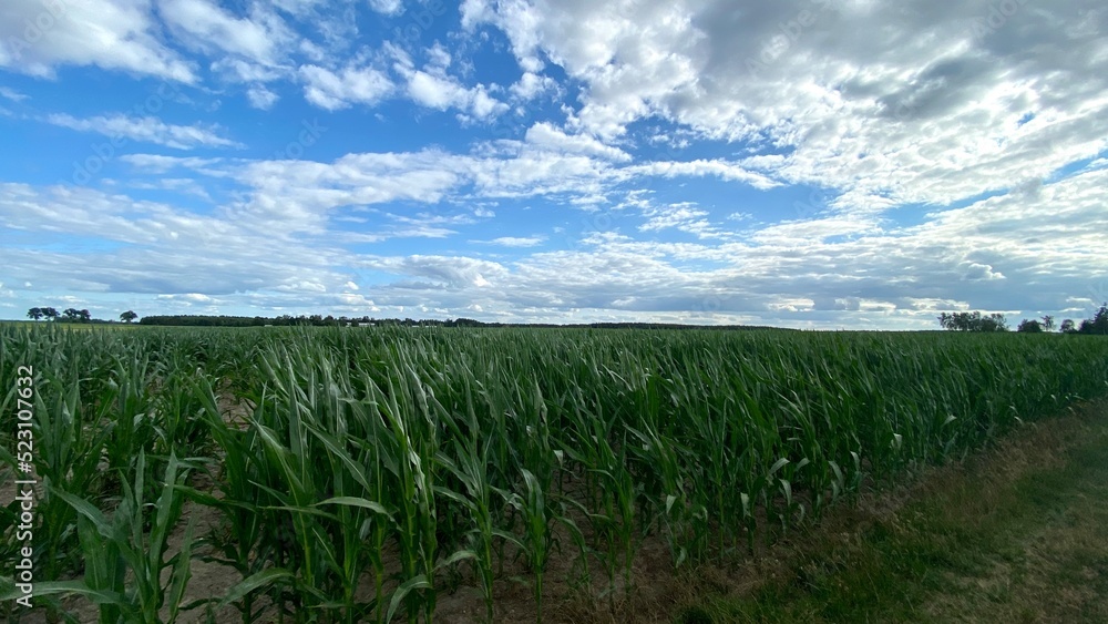 corn ordinary cultivation in vicinity of Wlowawa corn ordinary cultivation in vicinity of Wlowawa