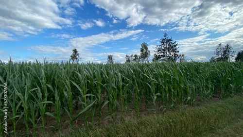 corn ordinary cultivation in vicinity of Wlowawa