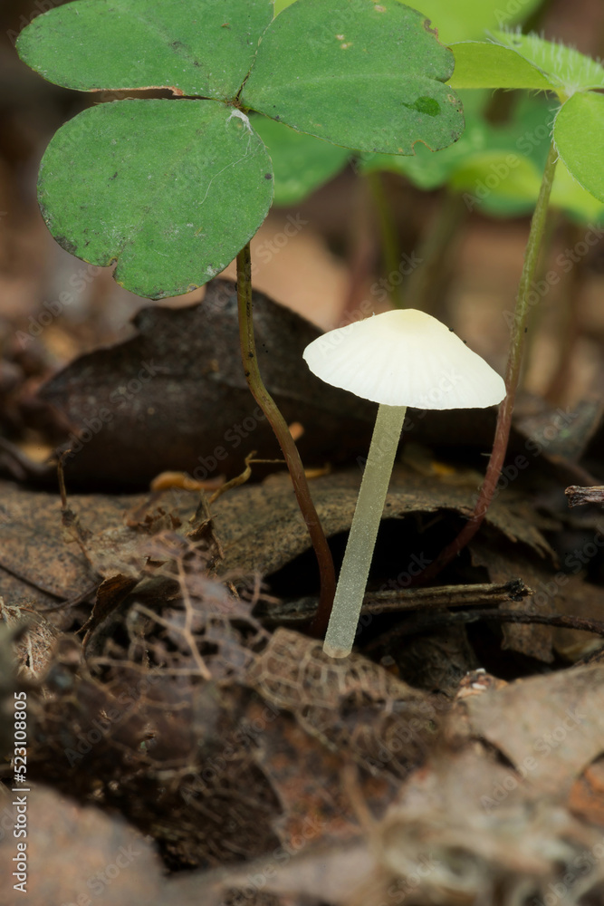 Nature of Belarus - mushrooms growing in forest. Nature of Belarus - mushrooms growing in forest.