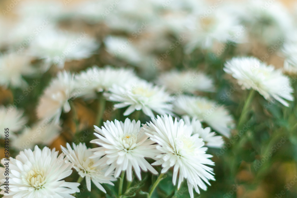 Closely photographed white chrysanthemums are blooming. Selective focus Closely photographed white chrysanthemums are blooming. Selective focus