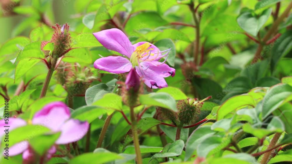 Beautiful purple Malabar melastome flower known also as Melastoma malabathricum flower with green leaf in the garden. concept nature and flowers. 
