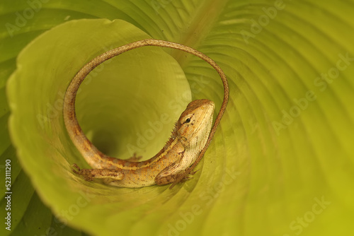 An oriental garden lizard is hunting insects on young banana leaves. This reptile has the scientific name Calotes versicolor. 
