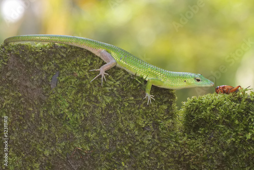 An Emerald Tree Skink  Lamprolepis smaragdina  is sunbathing before starting its daily activities.