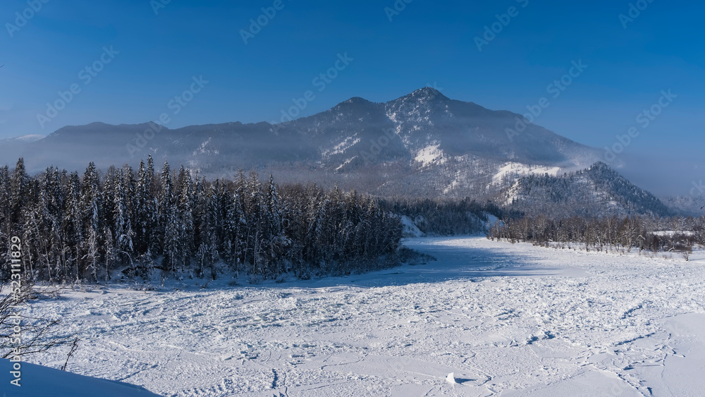 The frozen riverbed is covered with snow. Coniferous forest grows on the banks. A picturesque mountain range against a clear blue sky. Altai