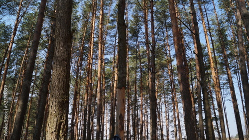 роща сосновых деревьев на фоне голубого неба