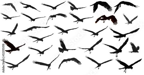 Photography Silhouette of a bird on a white background collection
