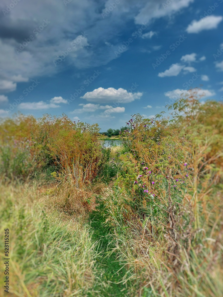 Obraz premium Looking to Elbe river through dense vegetation