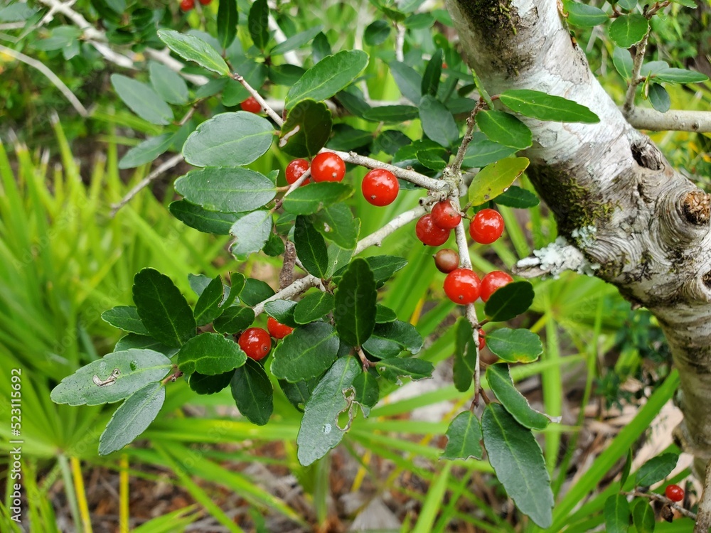 Fototapeta premium red currant bush