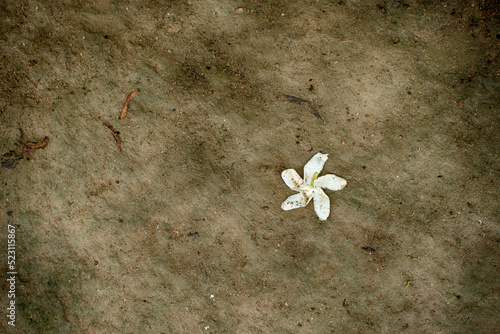 White colored Tabernaemontana Divaricata or Togar or East India Rozbe lying on the ground.