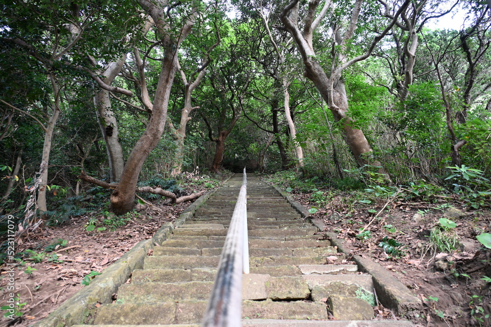 Fototapeta premium 静岡県になる雲見浅間神社の長く続く参道