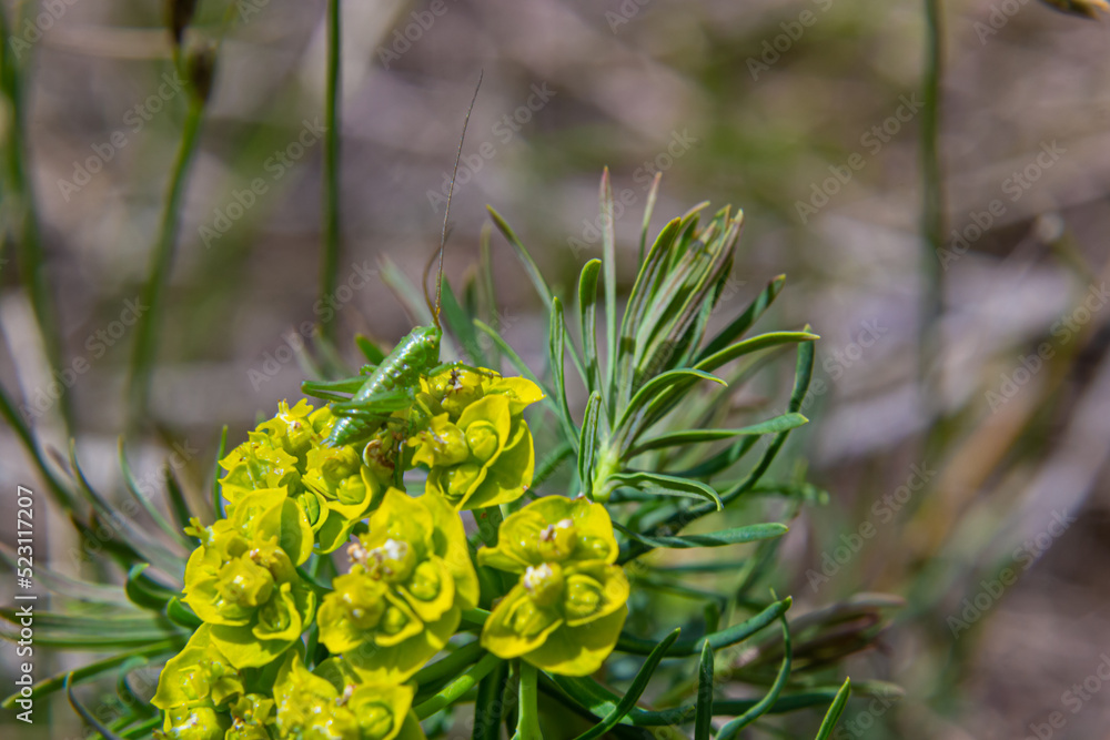 Cypress spurge - Euphorbia cyparissias spring flowering herb Cypress spurge - Euphorbia cyparissias spring flowering herb