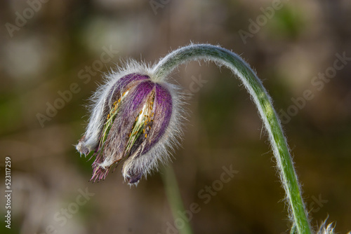 Obraz na plátne Pasqueflower
