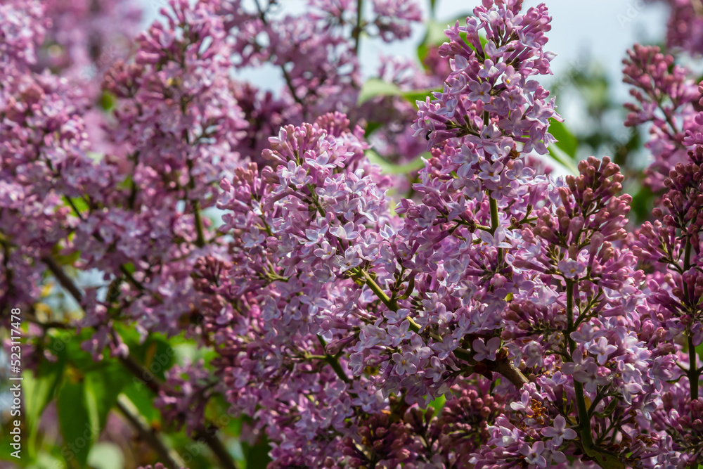 Branch of lilac flowers with green leaves, floral natural seasonal hipster background