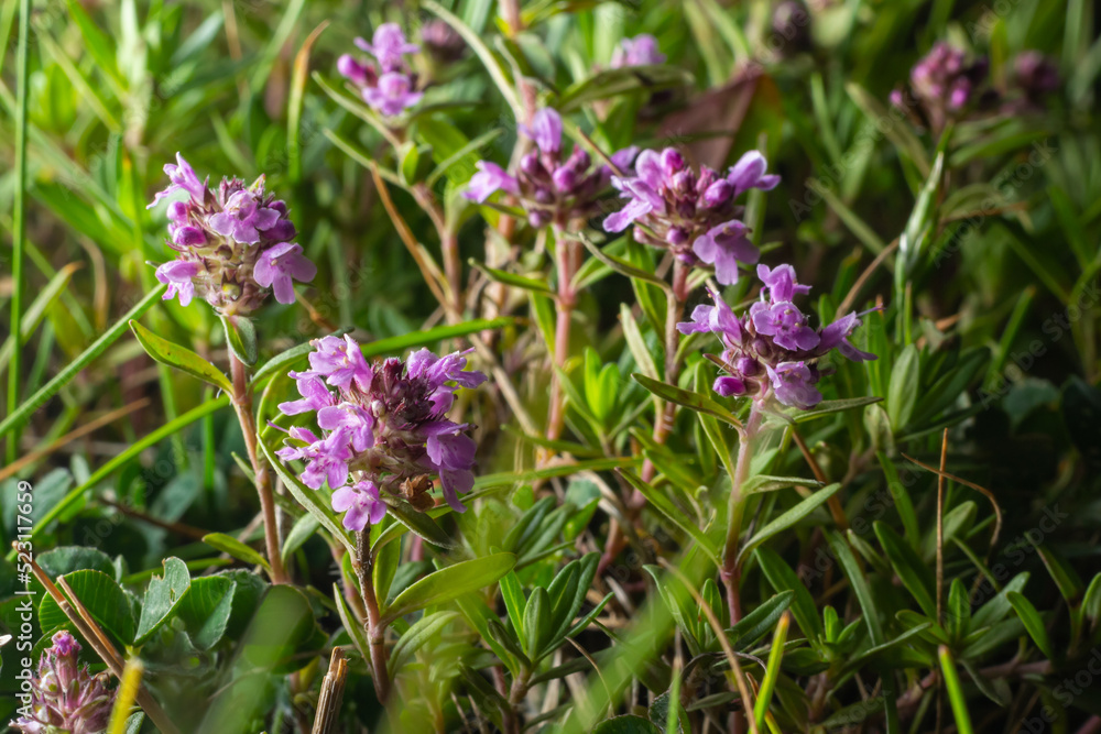 The macrophoto of herb Thymus serpyllum, Breckland thyme. Breckland wild thyme, creeping thyme, or elfin thyme blossoms close up. Natural medicine. Culinary ingredient and fragrant spice in habitat The macrophoto of herb Thymus serpyllum, Breckland thyme. Breckland wild thyme, creeping thyme, or elfin thyme blossoms close up. Natural medicine. Culinary ingredient and fragrant spice in habitat