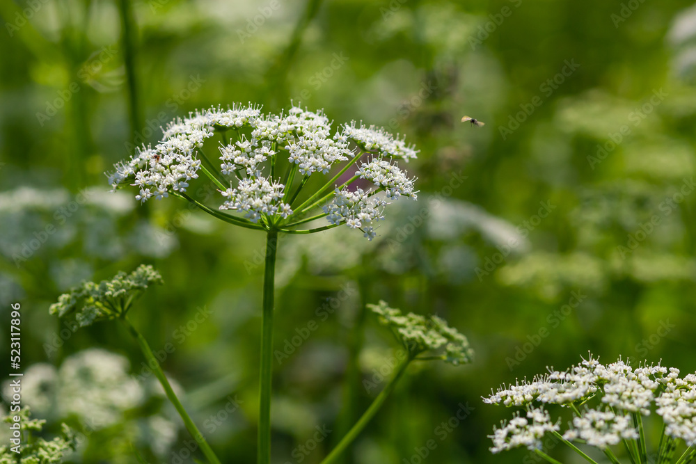 Close-up of a white flower of the species Aegopodium podagraria, commonly called ground elder, herb gerard, bishop's weed, goutweed, gout wort. Focus on foreground, flower meadow blurred background Close-up of a white flower of the species Aegopodium podagraria, commonly called ground elder, herb gerard, bishop's weed, goutweed, gout wort. Focus on foreground, flower meadow blurred background
