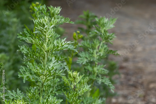 Wormwood Artemisia absinthium in garden. Wormwood plant used for herbal medicine