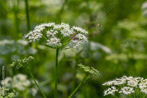 Close-up of a white flower of the species Aegopodium podagraria, commonly called ground elder, herb gerard, bishop's weed, goutweed, gout wort. Focus on foreground, flower meadow blurred background
