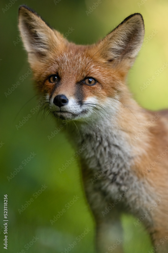 Red fox kit portrait at summer morning Red fox kit portrait at summer morning