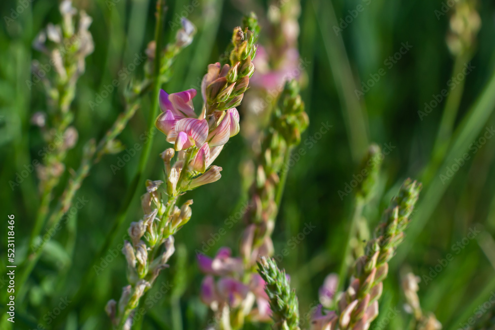 Onobrychis viciifolia inflorescence, common sainfoin with pink flowers, mediterranean nature, Eurasian perennial herbs Onobrychis viciifolia inflorescence, common sainfoin with pink flowers, mediterranean nature, Eurasian perennial herbs