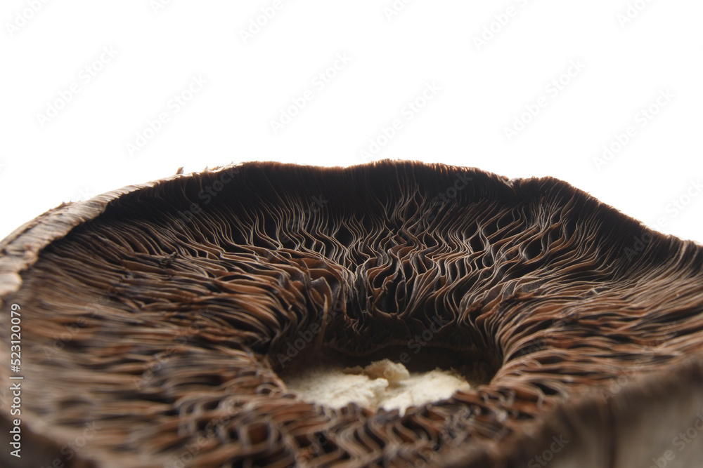 Close up of an edible mushroom Close up of an edible mushroom
