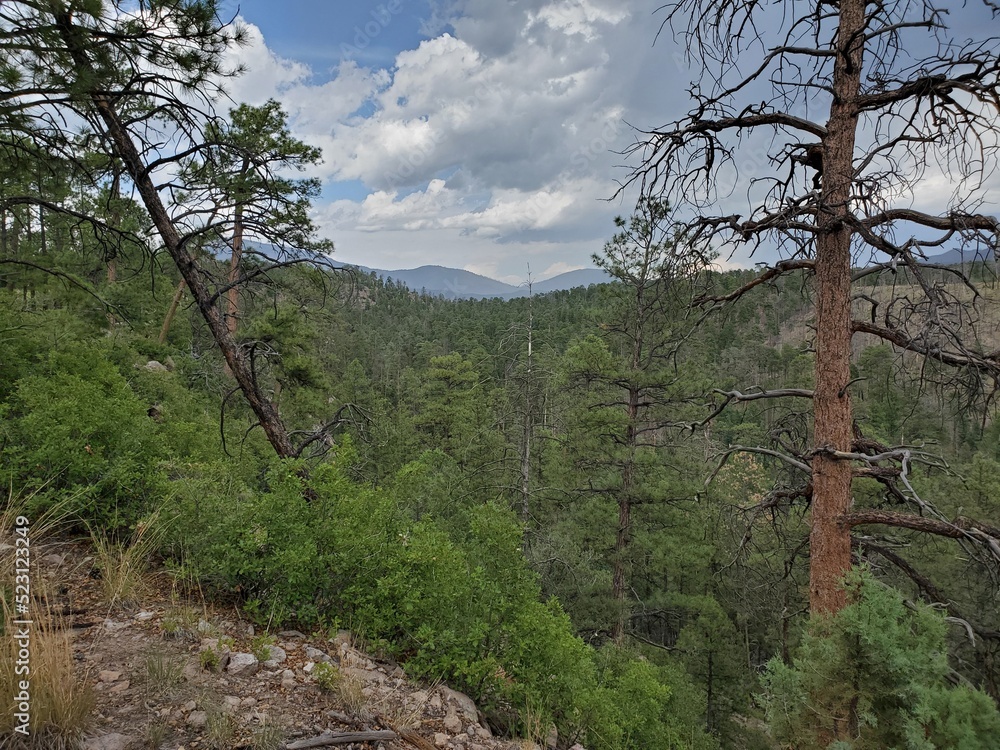 Obraz premium trees in the forest