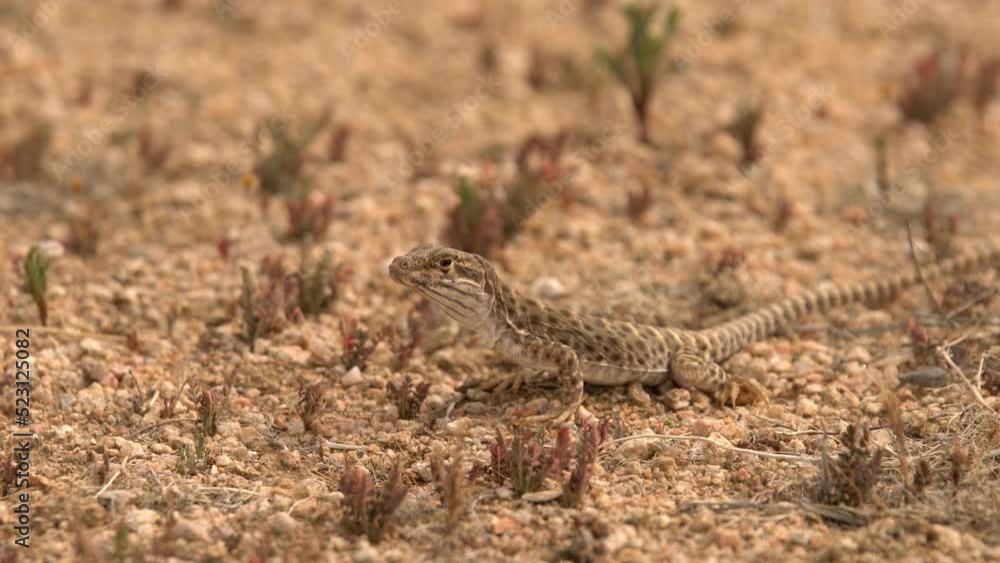 Leopard Lizard in Mojave Desert California USA Leopard Lizard in Mojave Desert California USA