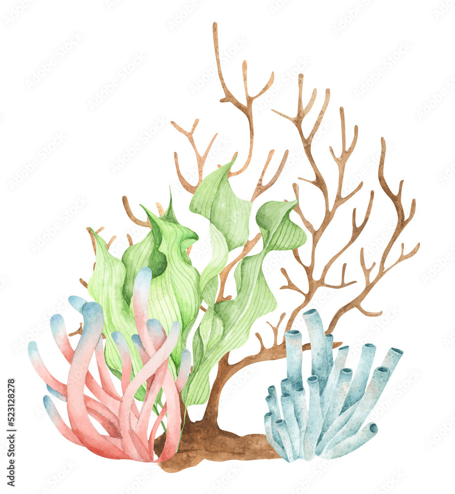 Seaweeds. Underwater ocean plants, sea coral elements. Watercolor