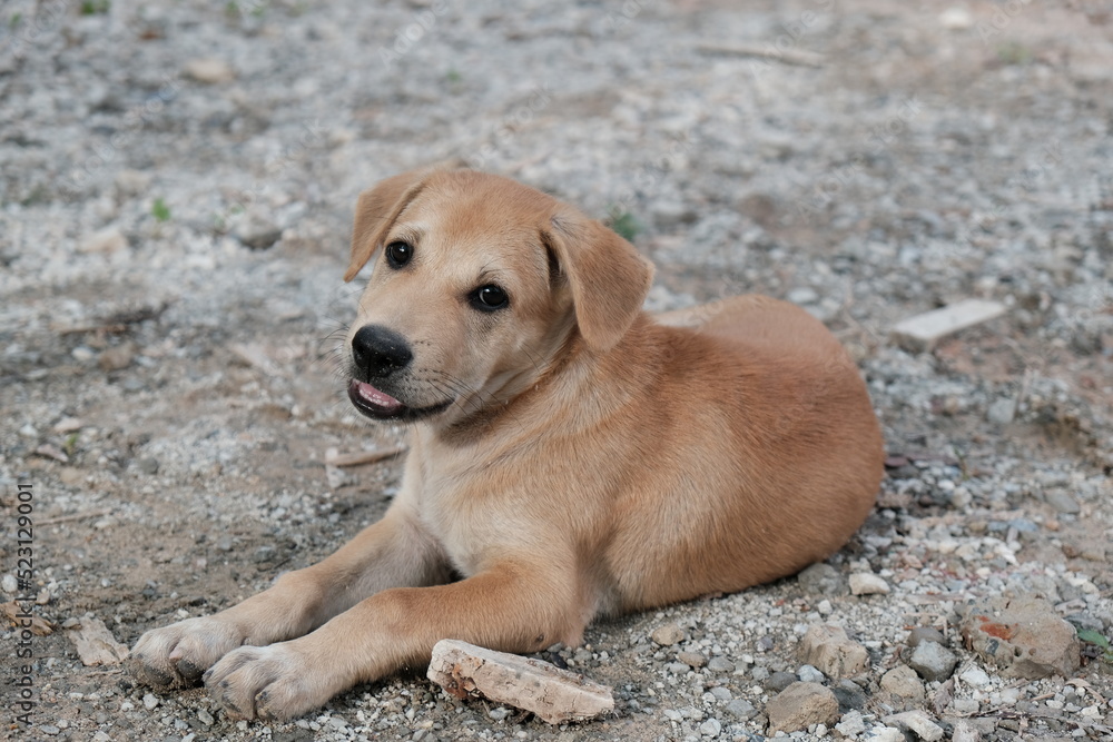 a puppy is sitting down on the ground