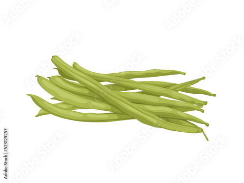 Vector illustration of fresh beans, scientific name Phaseolus vulgaris, isolated on a white background.