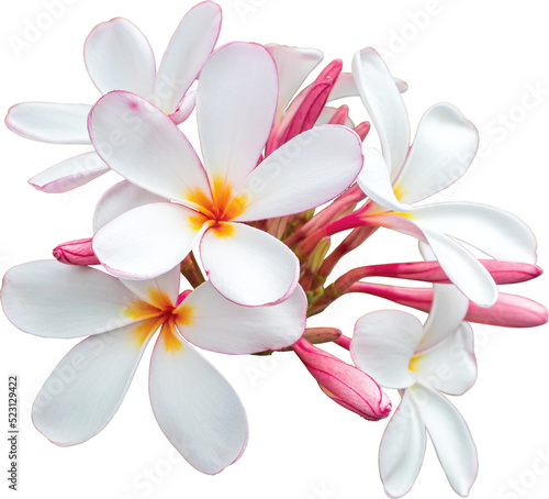 White-pink bouquet plumeria flowers transparency background.Floral object