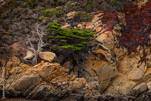 Pt Lobos Monterey Cypress Cliff photo