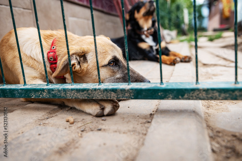 Dog in animal shelter waiting for adoption. Portrait of red homeless dog in animal shelter cage. © andyborodaty