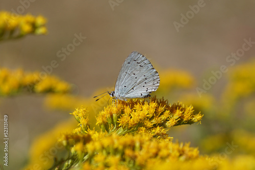Holly Blue (Celastrina argiolus), family Blues (Lycaenids) on yellow flowers of Canadian goldenrod (Solidago Canadensis). Blurred flowers on the background. Netherlands, summer, August	 photo