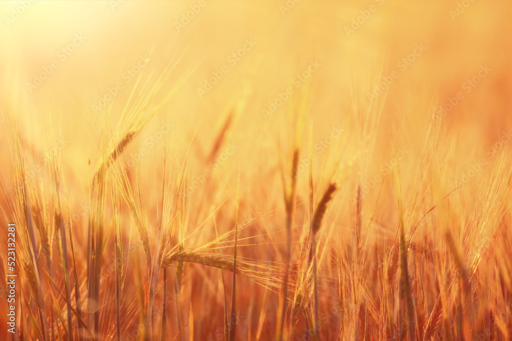 crisis harvesting grain spikelets sun sunset background crisis harvesting grain spikelets sun sunset background