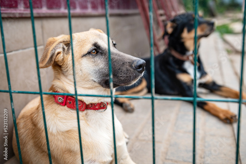 Dog in animal shelter waiting for adoption. Portrait of red homeless dog in animal shelter cage.